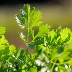 Cilantro