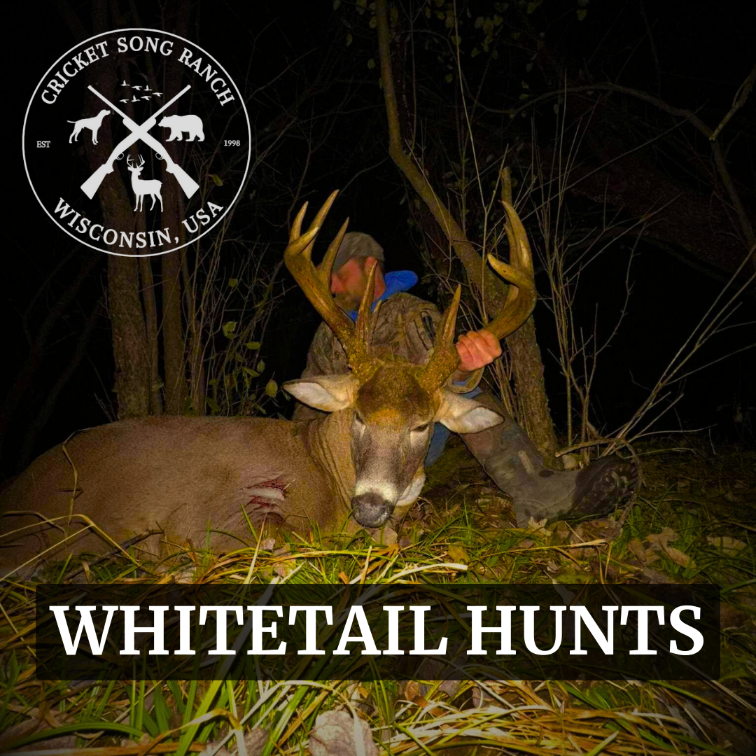 Whitetail Hunts