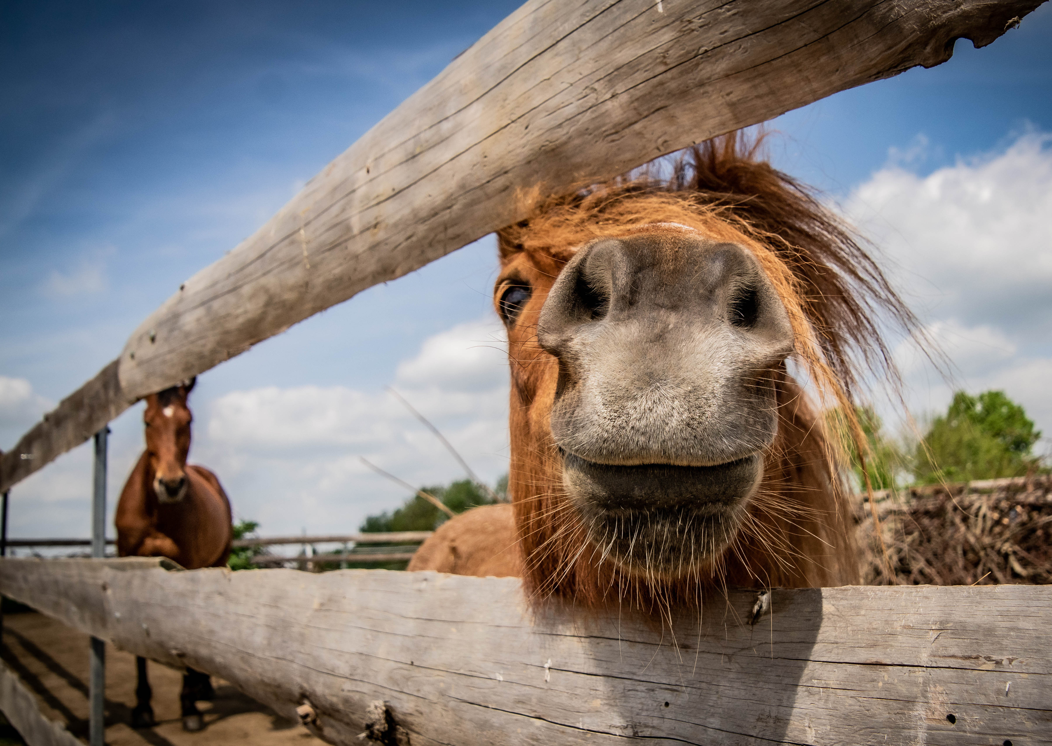 Sandra Kaufer mit ihren Händen am Kopf eines Pferdes