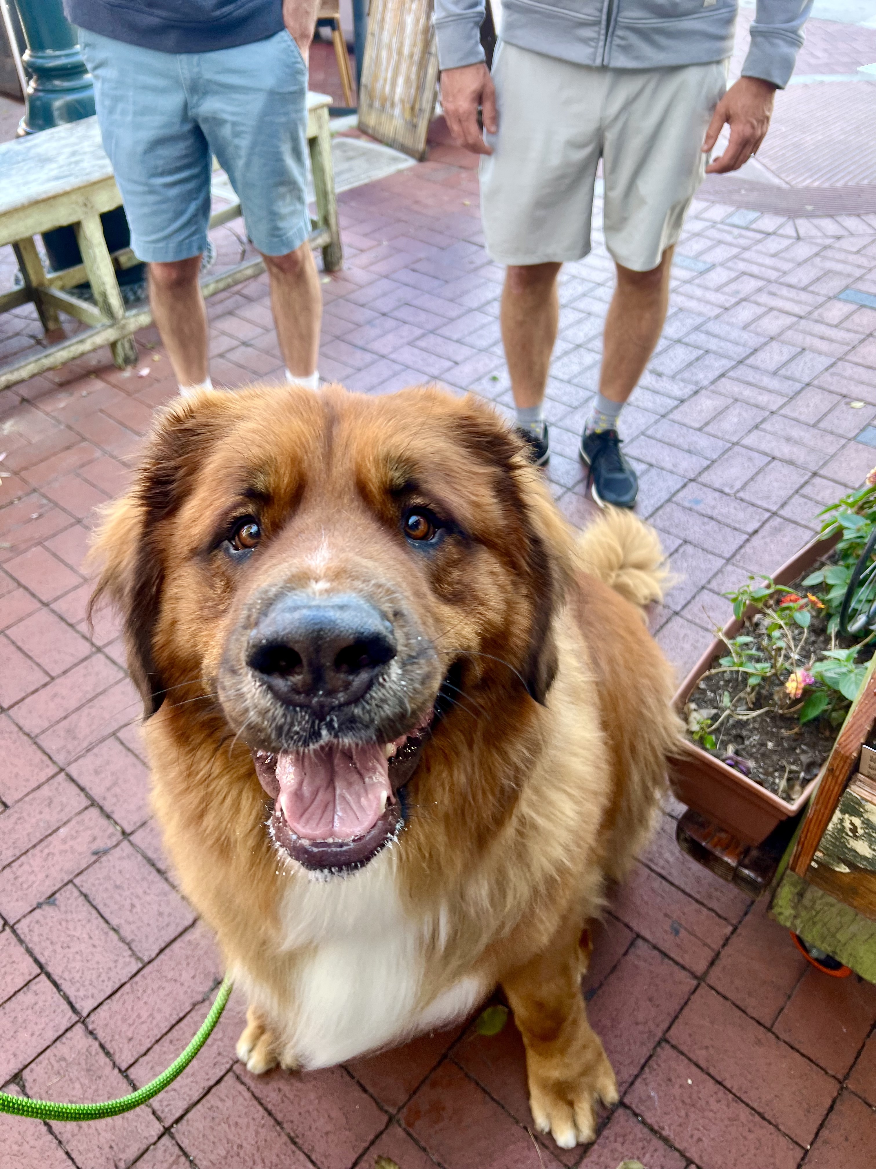 Dog dining at The Cruisery