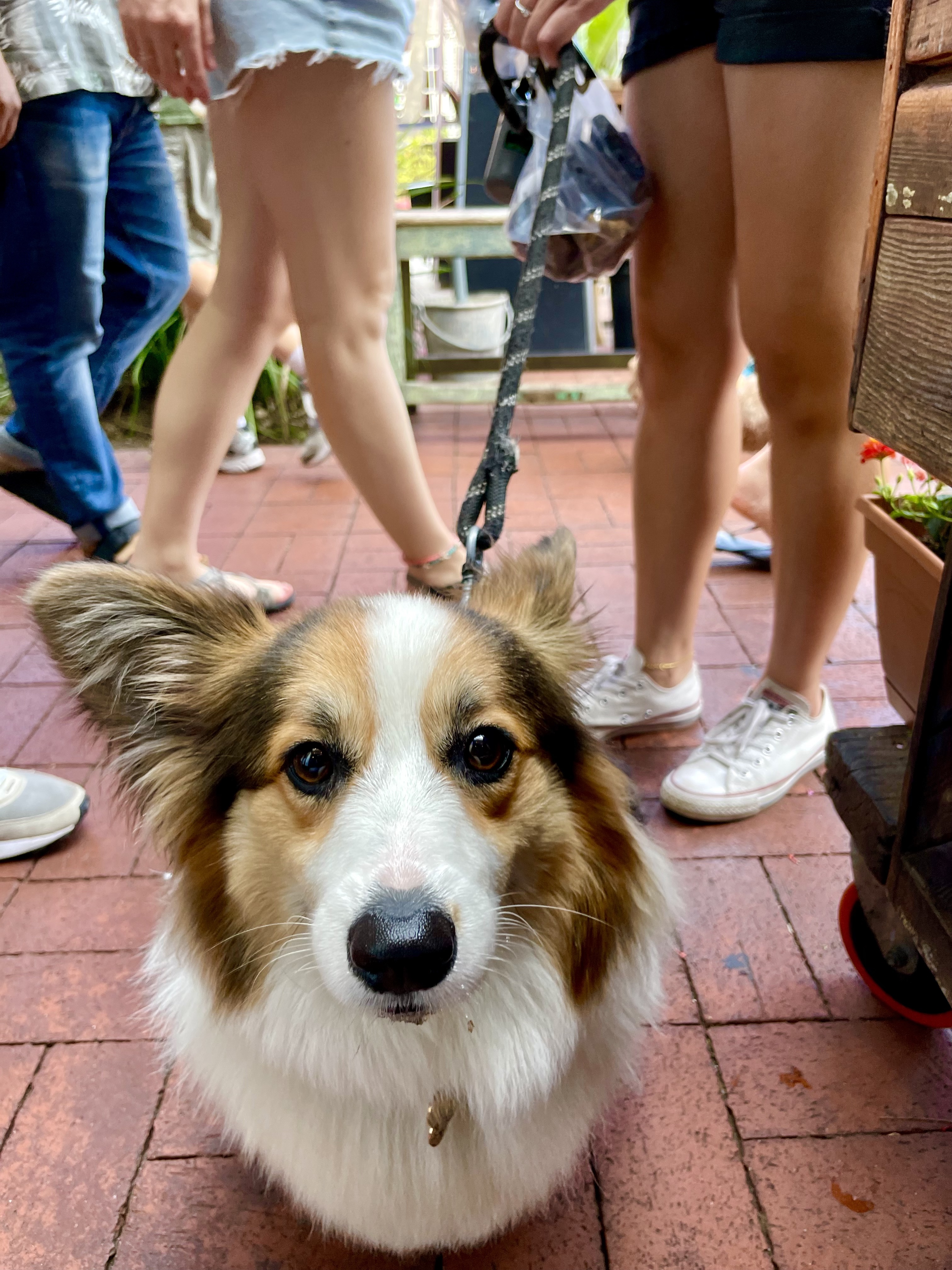 Dog dining at The Cruisery