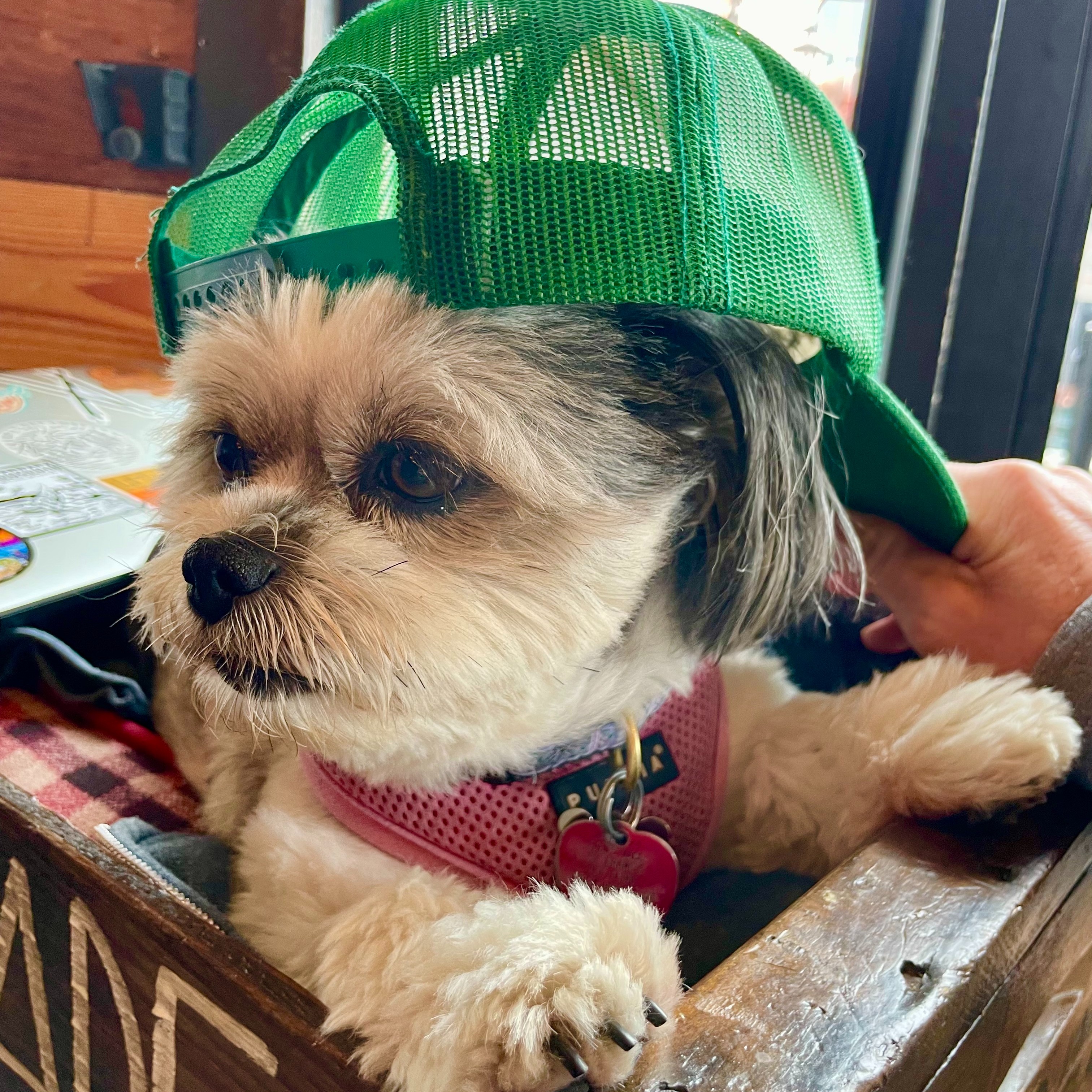 Dog enjoying the patio at The Cruisery Santa Barbara