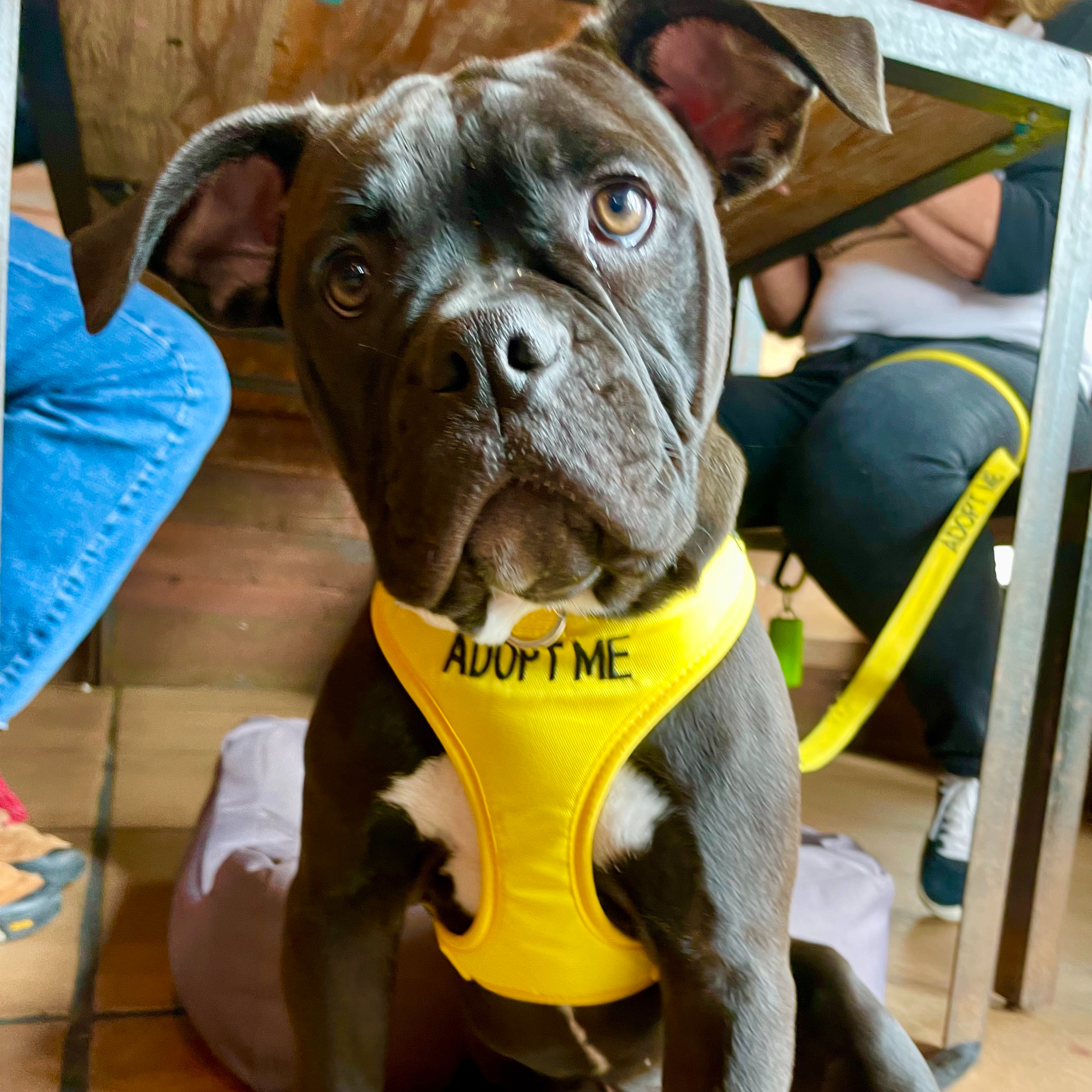 Happy pup at The Cruisery dog-friendly restaurant