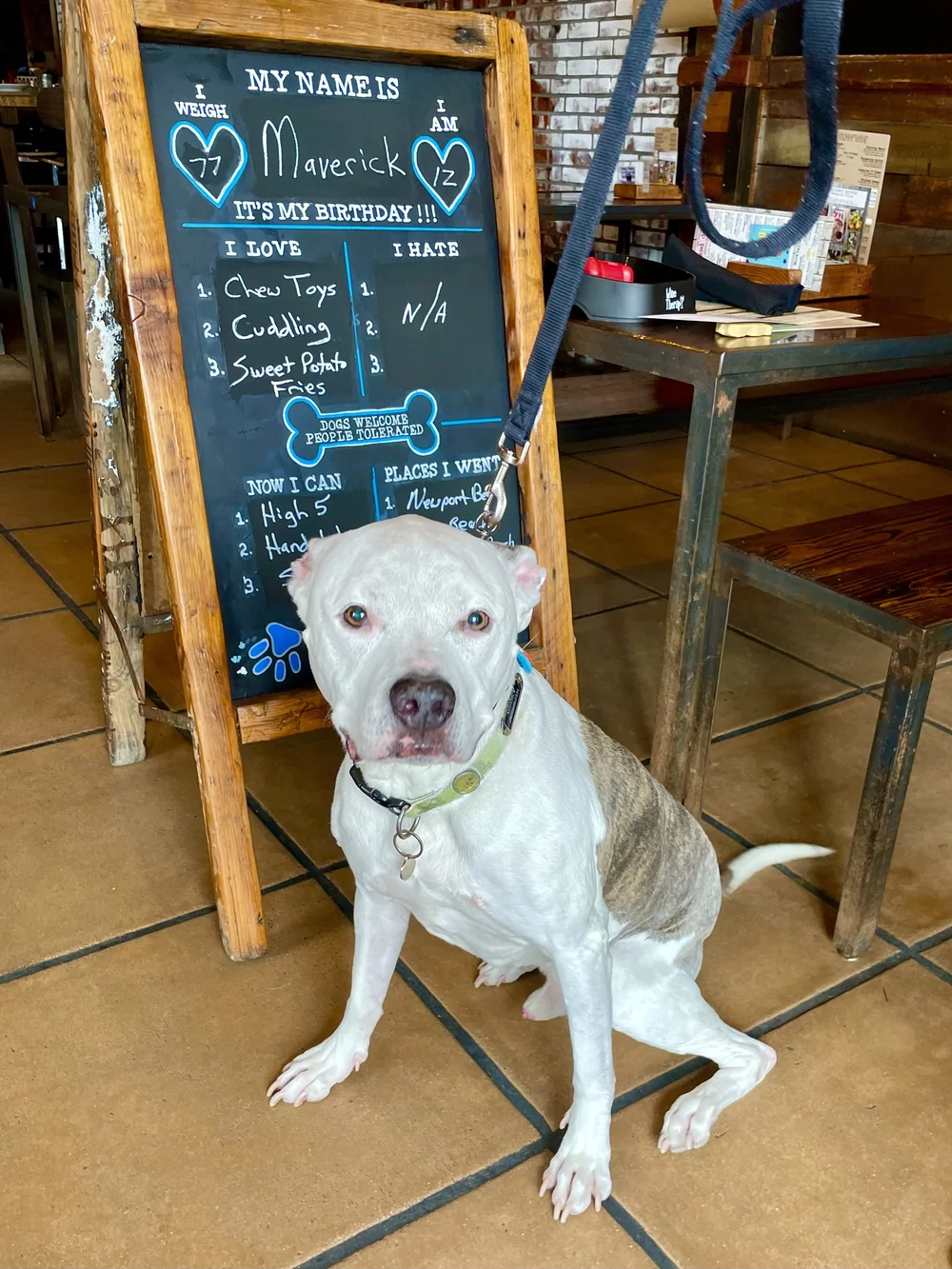Dog dining at The Cruisery