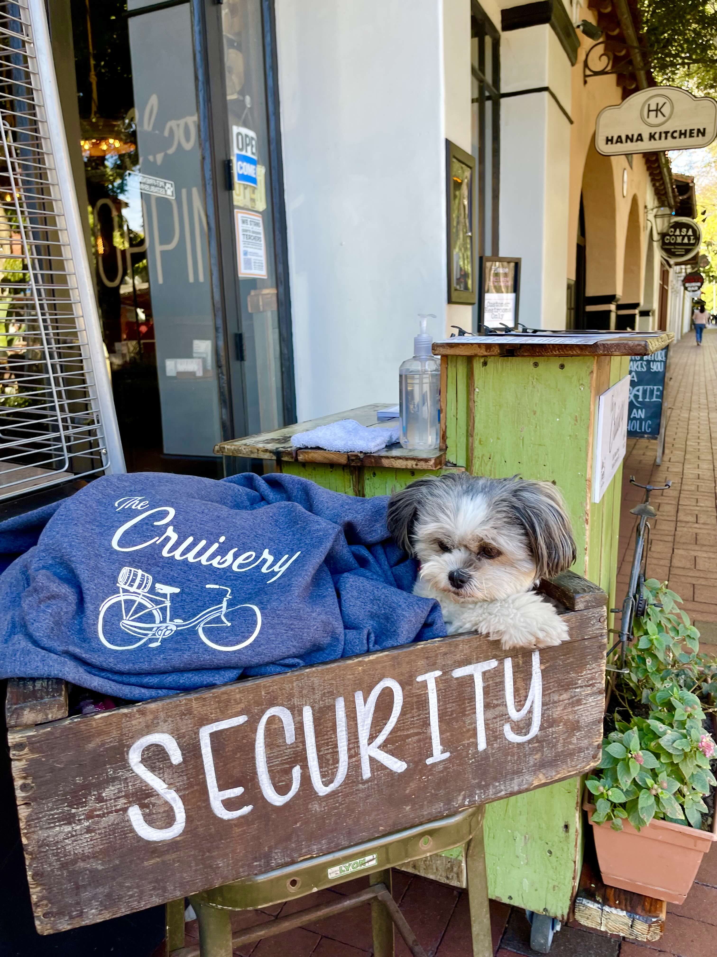 Dog at The Cruisery Santa Barbara