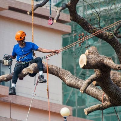 Tree trimming in Keystone