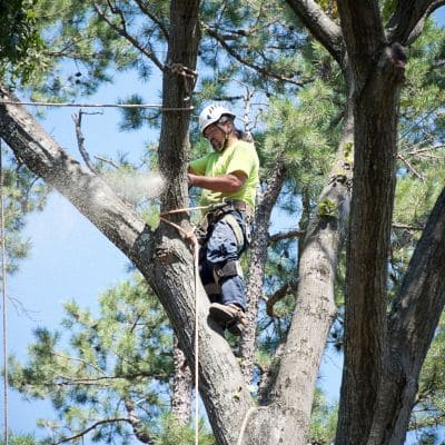 Arborist pruning in North Clearwater Beach