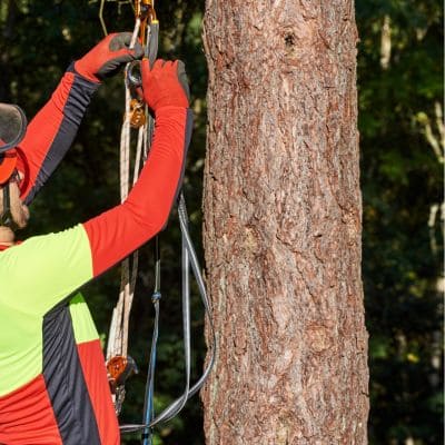 Tree trimming in North Clearwater Beach