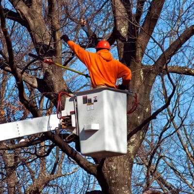 Tree removal in North Clearwater Beach