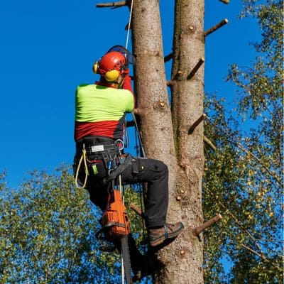 Arborist pruning in Keystone