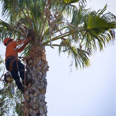 Hazardous Tree in North Clearwater Beach