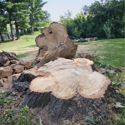 Hazardous Tree in Keystone