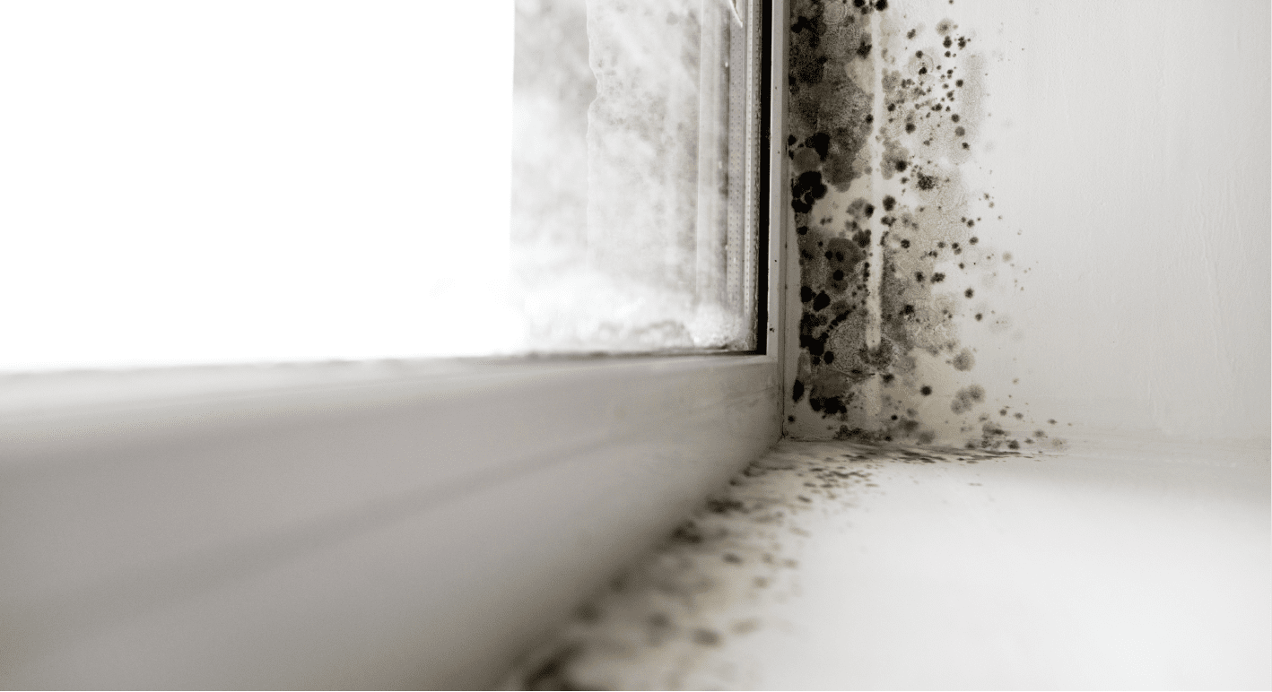 Mold inspection and assessment