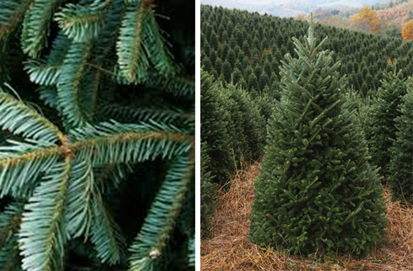 Fraser Fir ChristmasTree