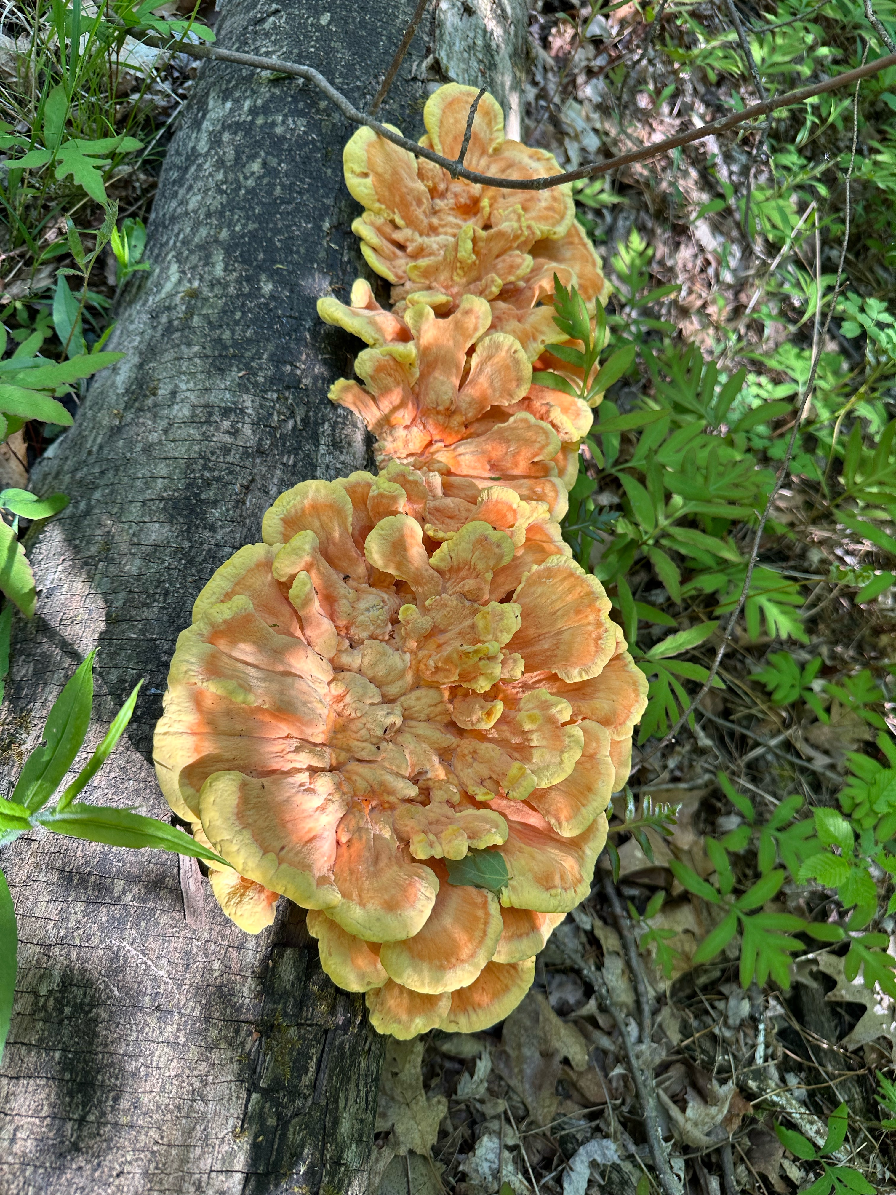Chicken of the woods on a fallen log in Mid-Michigan woods