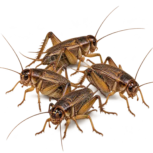Live feeder crickets for reptiles and exotic pets
