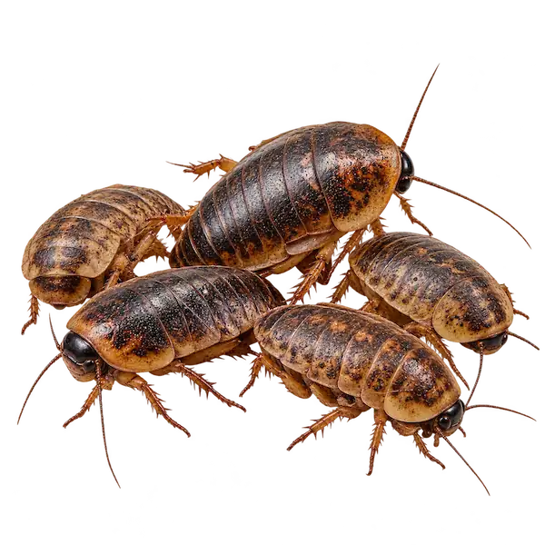 Live Discoid roaches for reptile and exotic pet feeding