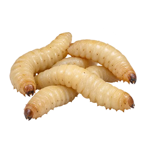 Live waxworms for reptiles, birds and exotic pets
