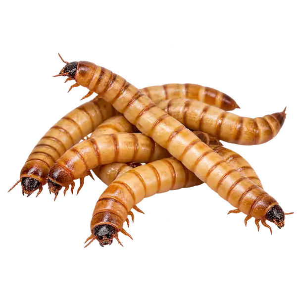 Live superworms for reptiles and exotic pets