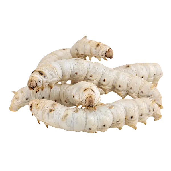 Live silkworms for reptiles and exotic pets