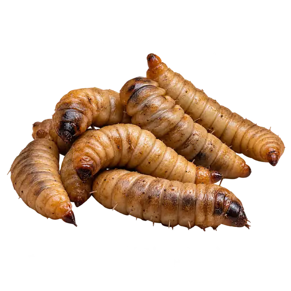 Live black soldier fly larvae feeder insects