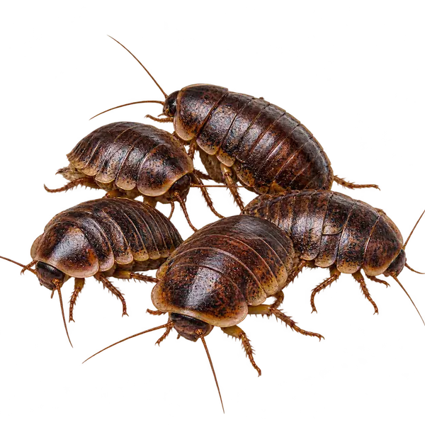 Live Dubia roaches for reptile and exotic pet feeding