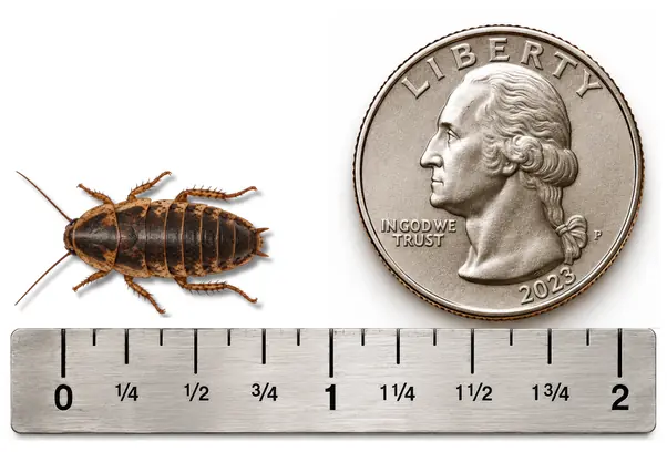Medium 3/4 inch Dubia roach shown with ruler and U.S. quarter for size reference