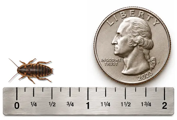 Small 1/2 inch Dubia roach shown with ruler and U.S. quarter for size reference