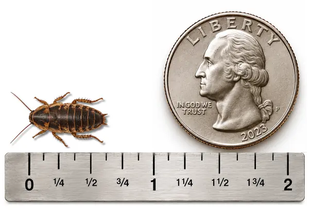 S Medium 5/8 inch Dubia roach shown with ruler and U.S. quarter for size reference