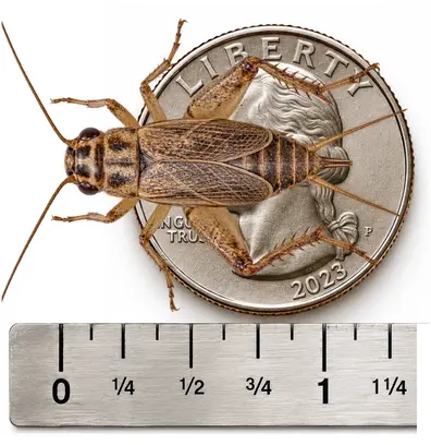 Adult approximately 1 inch live cricket shown with ruler and U.S. quarter for size reference