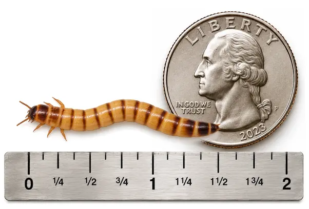 Large 1.25 to 1.75 inch live superworm shown with ruler and U.S. quarter for size reference