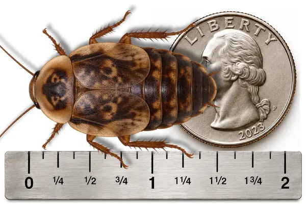 Jumbo / XX Large 1 1/2 inch Discoid roach shown with ruler and U.S. quarter for size reference