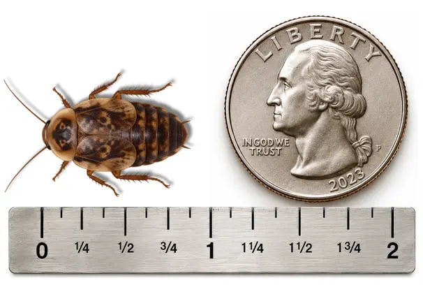 L Medium 7/8 inch Discoid roach shown with ruler and U.S. quarter for size reference