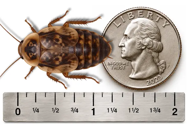 X Large 1 1/4 inch Discoid roach shown with ruler and U.S. quarter for size reference