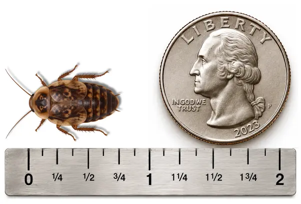 Medium 3/4 inch Discoid roach shown with ruler and U.S. quarter for size reference