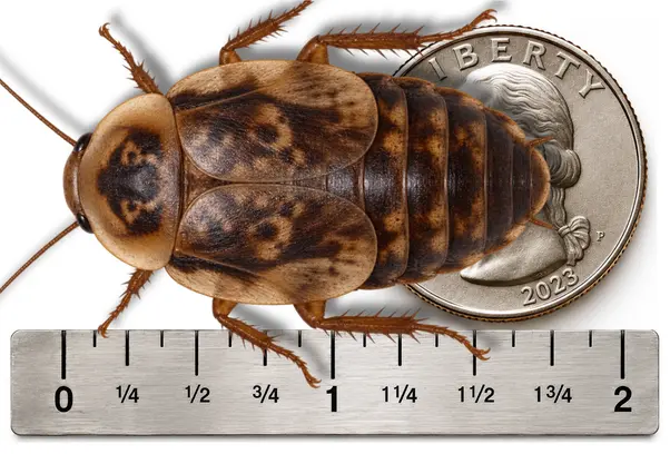 Adult / XXX Large 1 3/4 inch plus Discoid roach shown with ruler and U.S. quarter for size reference