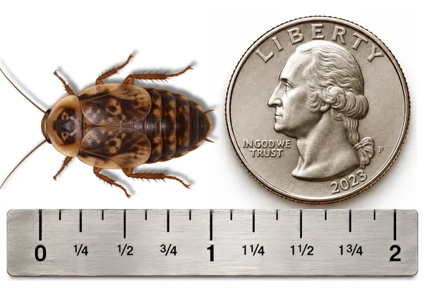 Large 1 inch Discoid roach shown with ruler and U.S. quarter for size reference