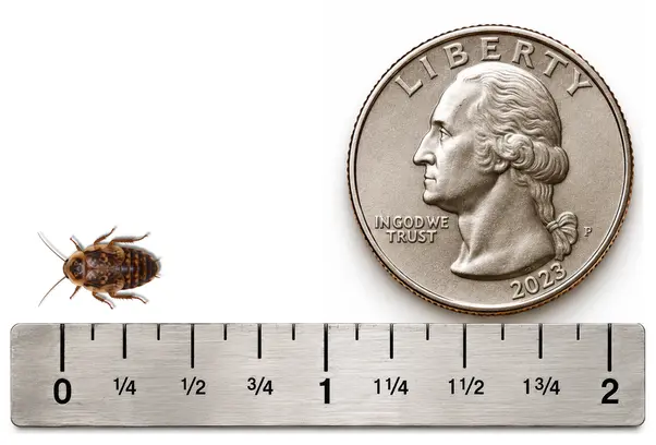 X Small 3/8 inch Discoid roach shown with ruler and U.S. quarter for size reference