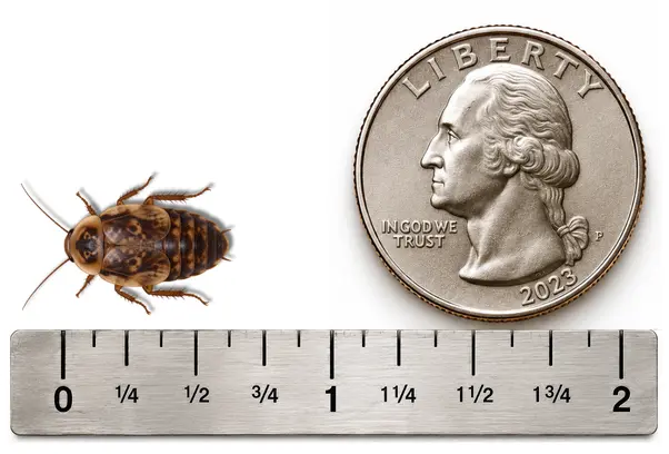 S Medium 5/8 inch Discoid roach shown with ruler and U.S. quarter for size reference