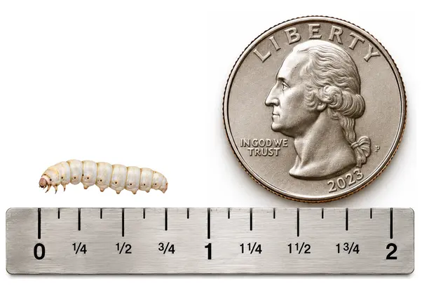 Small 3/4 inch live silkworm shown with ruler and U.S. quarter for size reference