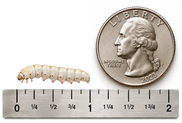 Medium 1 inch live silkworm shown with ruler and U.S. quarter for size reference