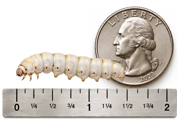 Large 1.25 to 1.75 inch live silkworm shown with ruler and U.S. quarter for size reference