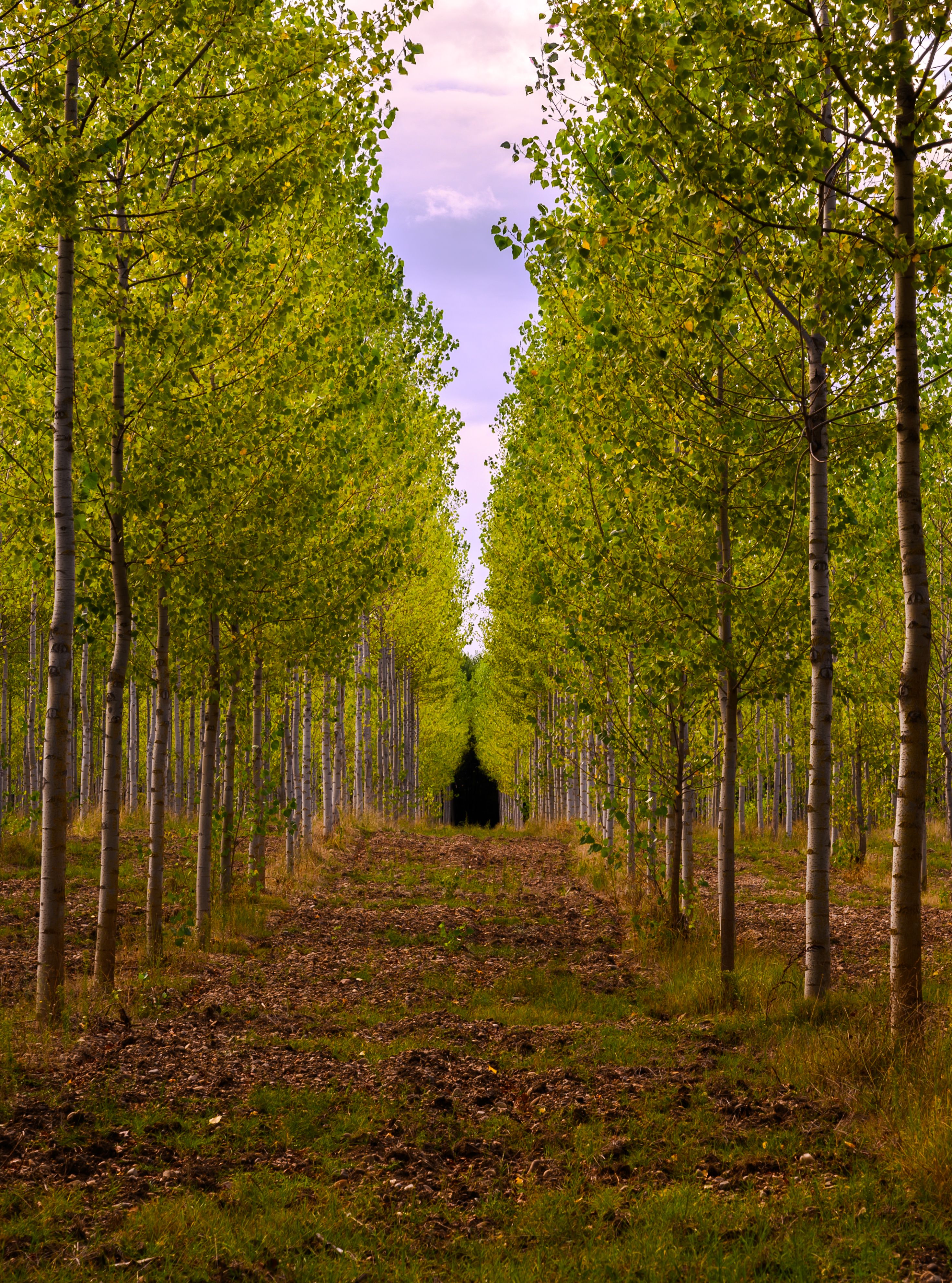 J&R Tree Team tree farm and landscape work 2