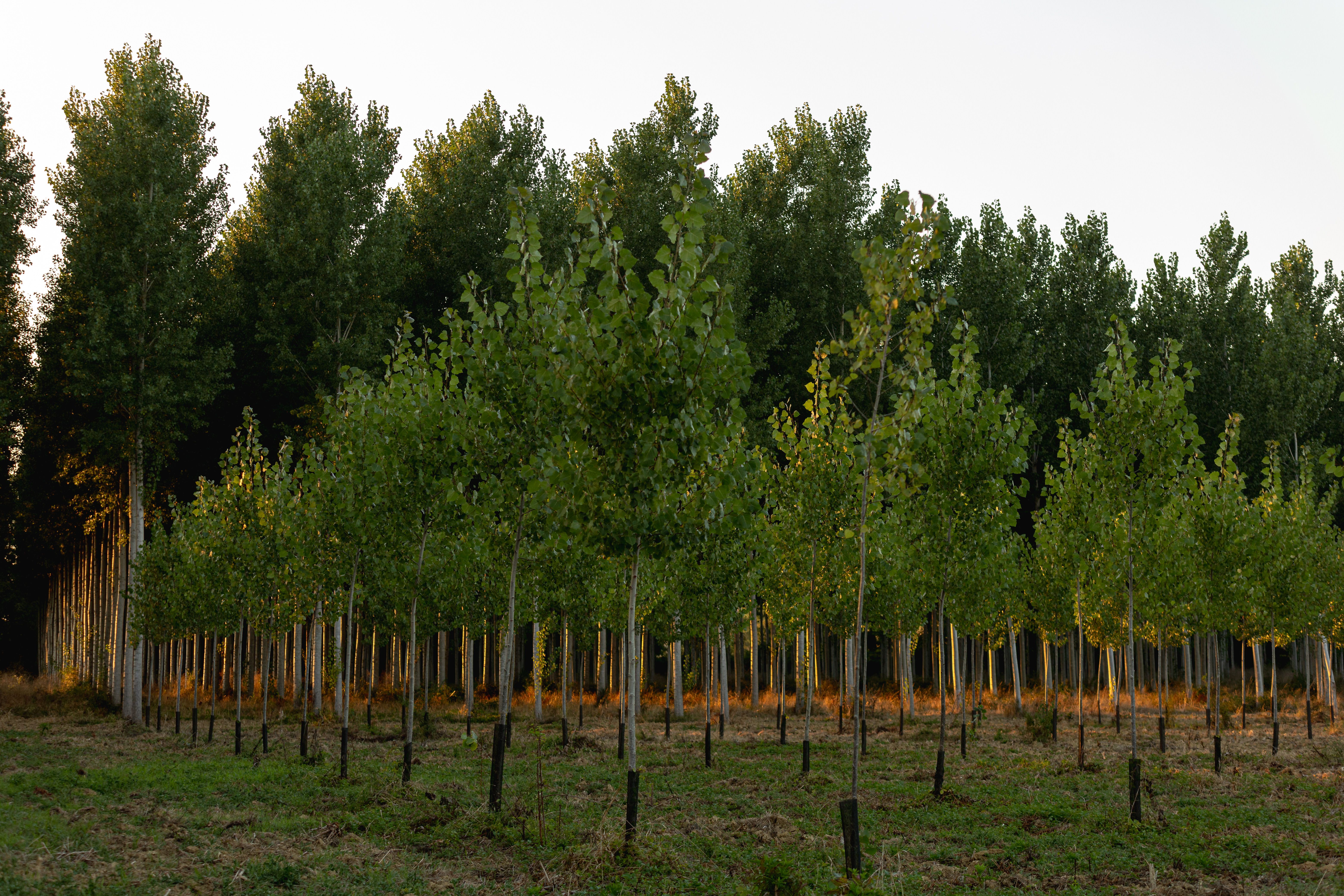 J&R Tree Team tree farm and landscape work 5