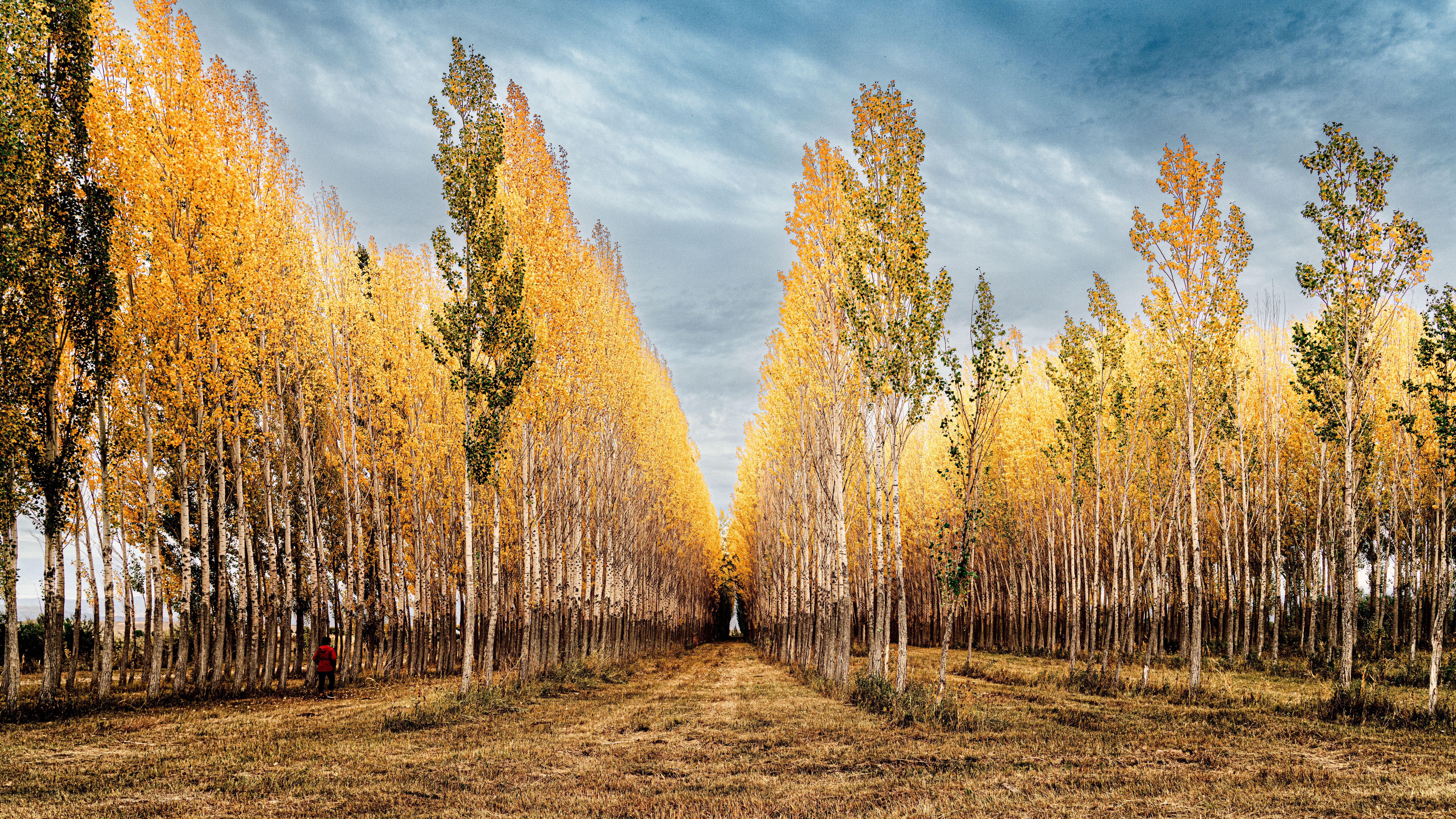 J&R Tree Team tree farm and landscape work 1