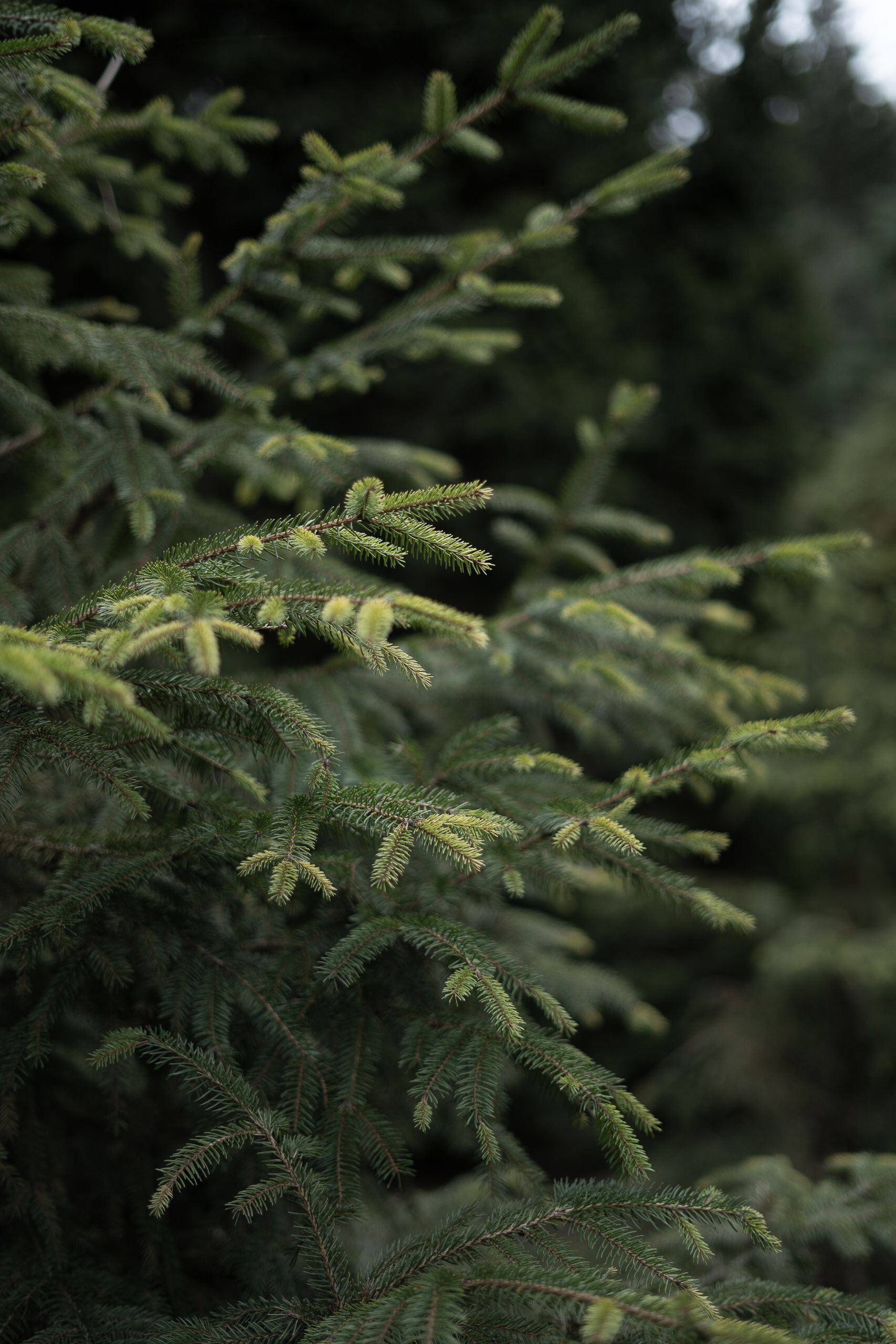 J&R Tree Team tree farm and landscape work 3