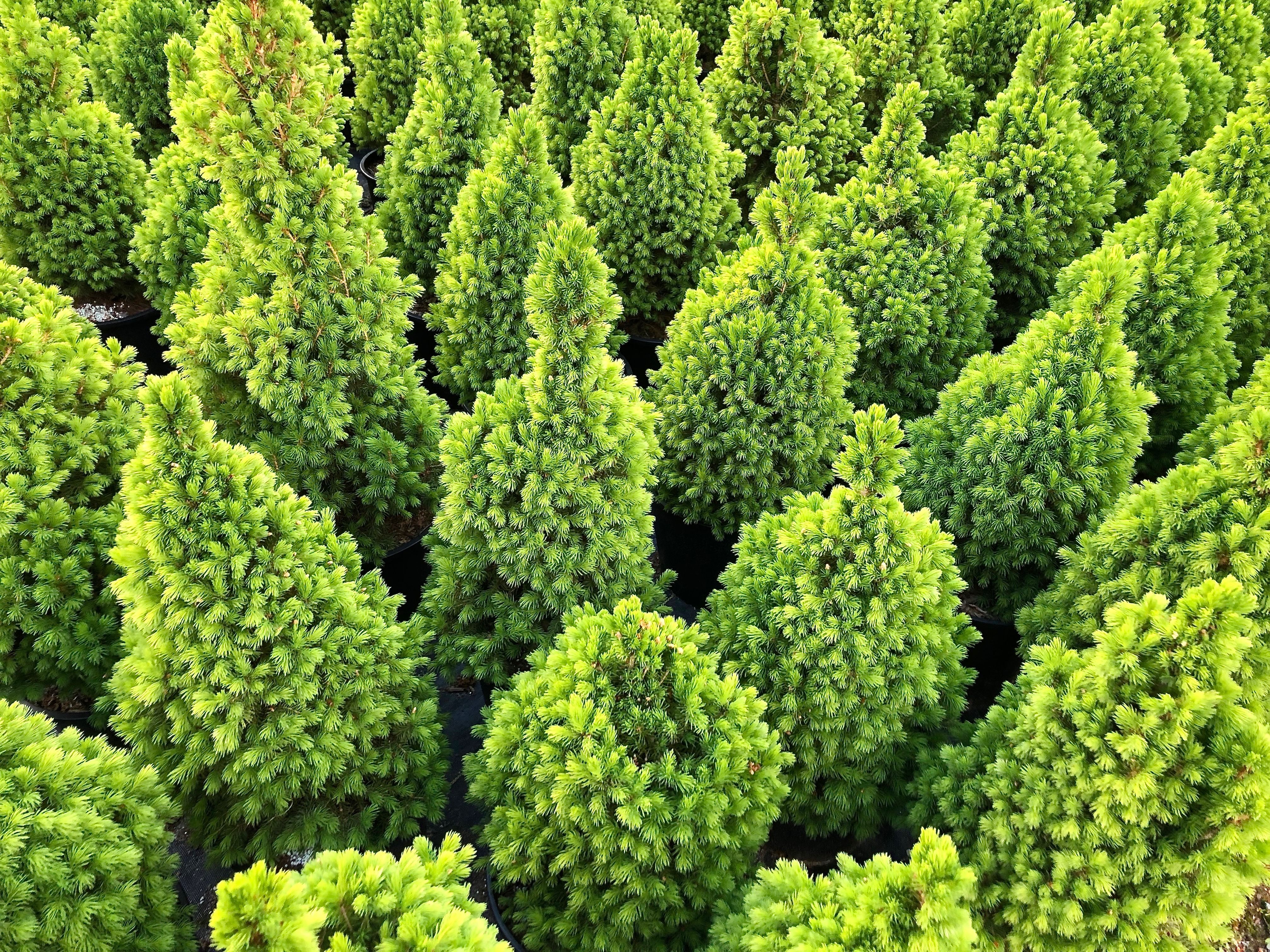 J&R Tree Team tree farm and landscape work 4