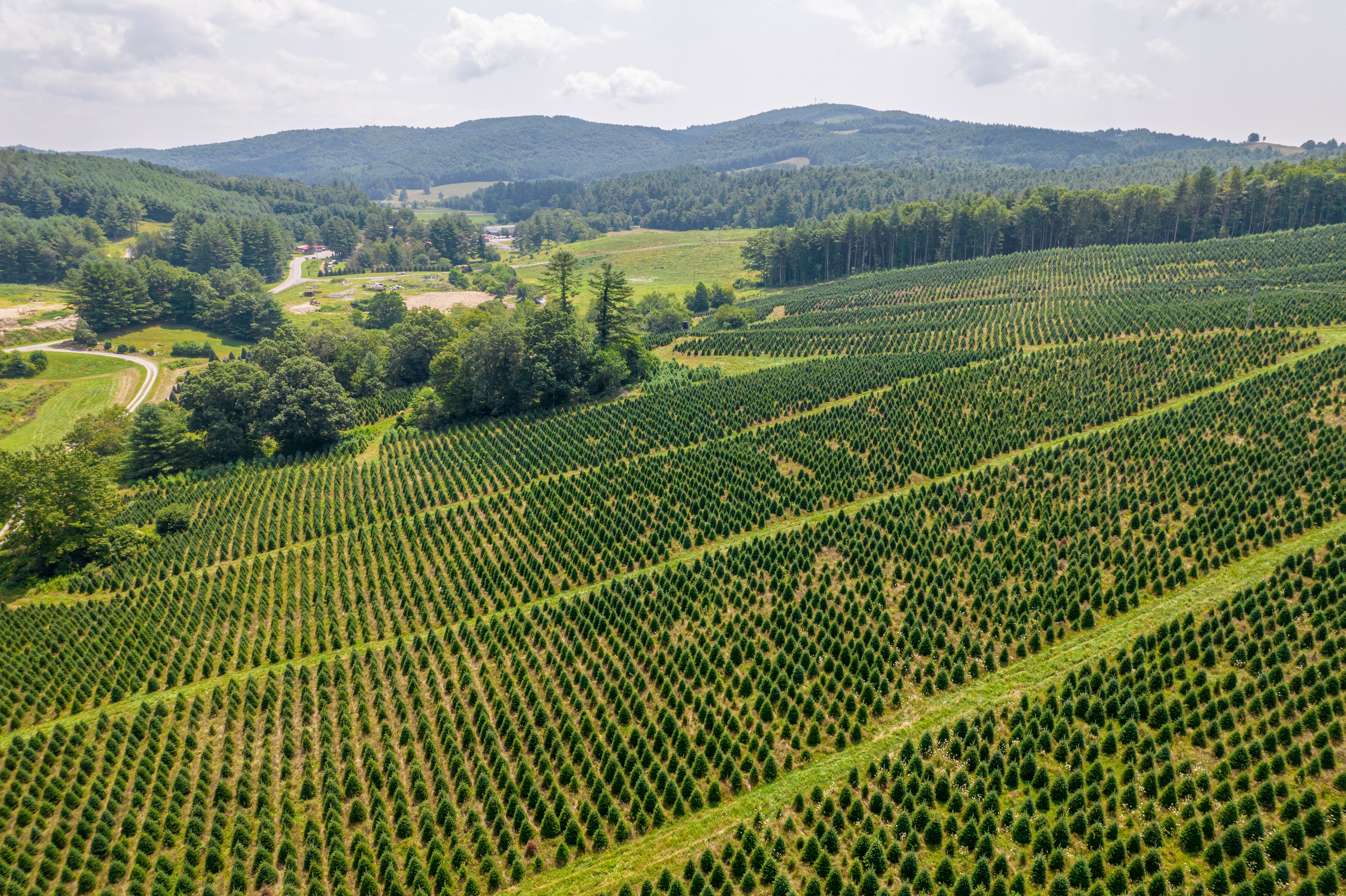 Mature evergreen trees at an Okanagan tree farm