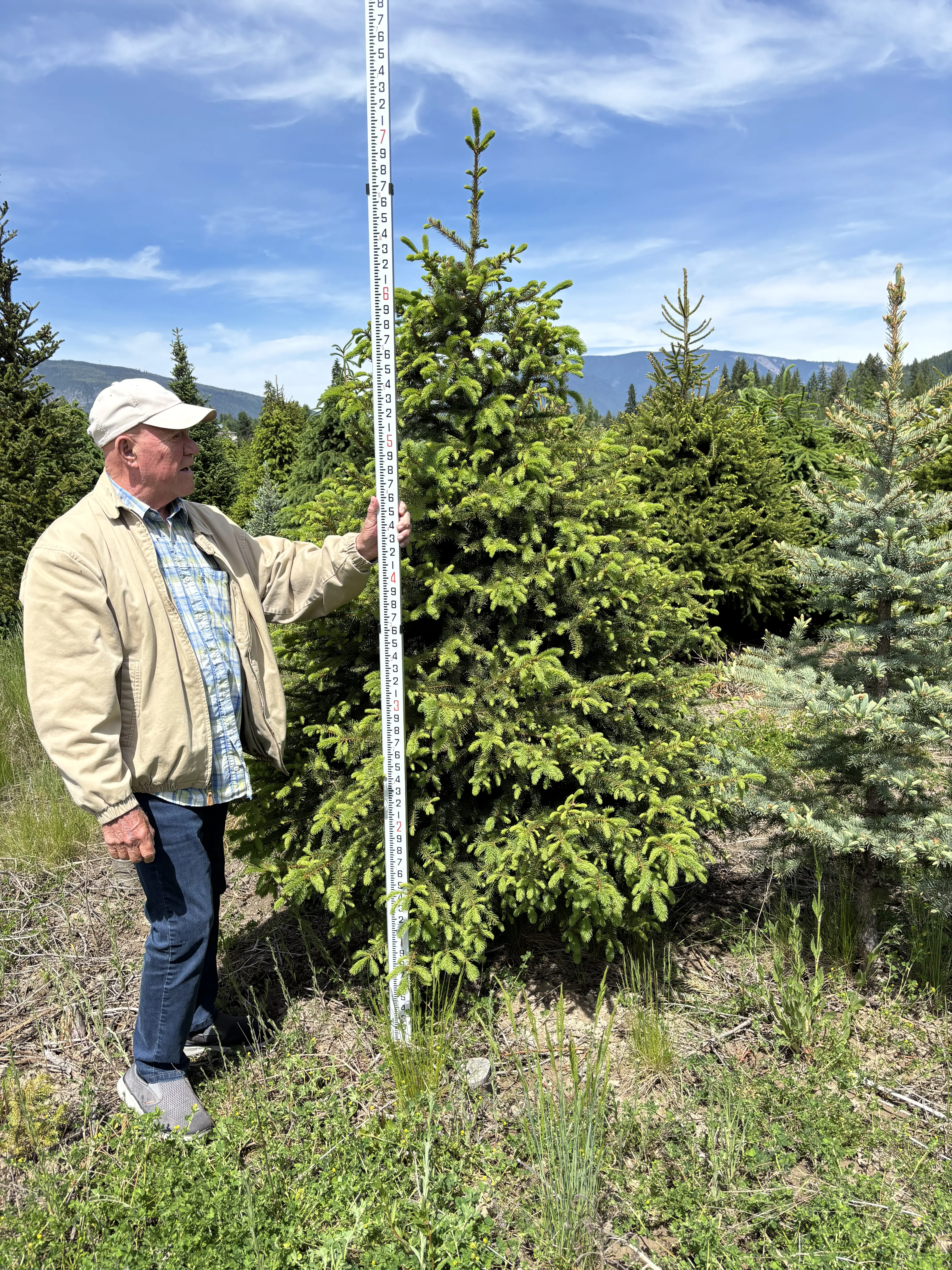 J&R Tree Team inspecting evergreen trees at the tree farm