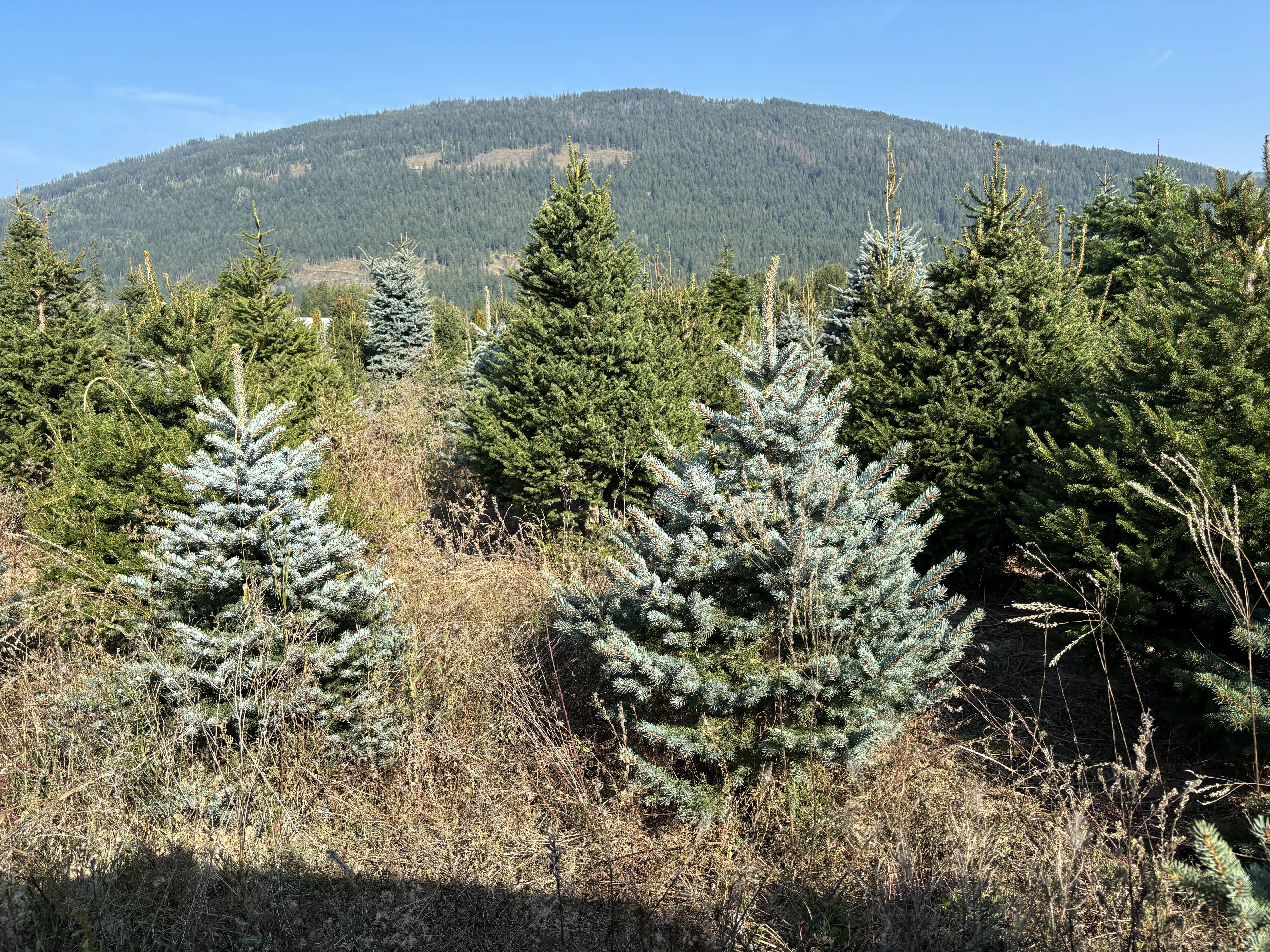 J&R Tree Team tree farm and landscape work 6